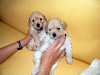 Cachorritos Poodles Preciosos