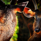 Sambar deer