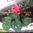 Cyclamen