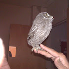 Screech Owl