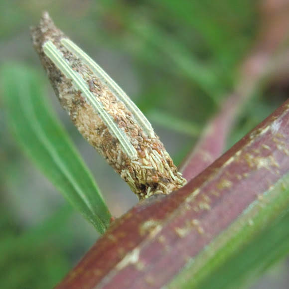 Spotting Image 1