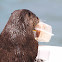 River otter