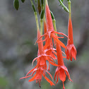 Fuchsia