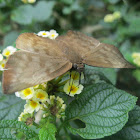 Pale Sicklewing