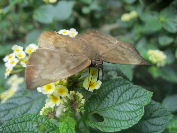 Spotting Image 1