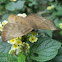 Pale Sicklewing