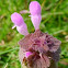 Red Deadnettle, Purple Deadnettle, or Purple Archangel