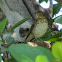 Swainson's Thrush