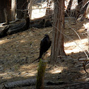 Raven