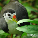 White-breasted Waterhen