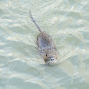 Nutria