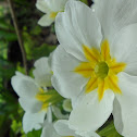 Primrose