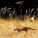American Marten (Pine Marten)