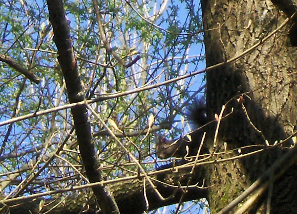 Spotting Image 1