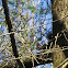 Squirrel/Veverica