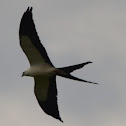 Swallow-tailed Kite