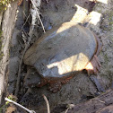 Common Snapping Turtle