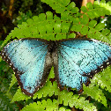 Peleides Blue Morpho  