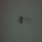 black garden ant