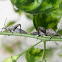Leaf-footed Stink-bug
