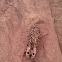 Click Eyed Beetle