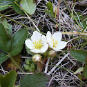 Wild Strawberries