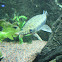 Longnose Gar