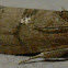 Filbertworm Moth