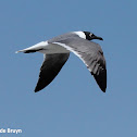 Black-headed gull