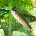 Bluespotted Sunfish