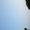 Chimney Swift