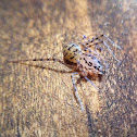 Spitting spider