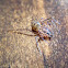 Spitting spider