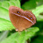 Satyridae