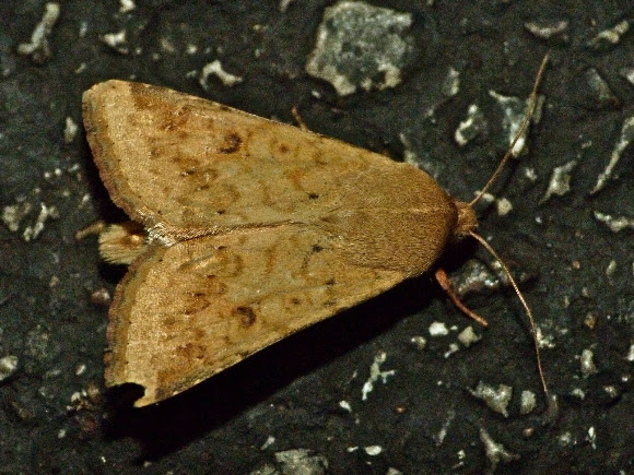 Spotting Image 1