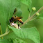 Honey bee