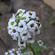 White flowers?