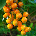 Golden dewdrops