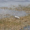 Reddish Egret (white morph)