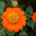 Tithonia rotundifolia