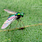 Long Legged Fly