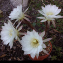 Easterlily cactus
