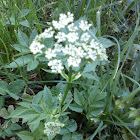 Bärenklau
