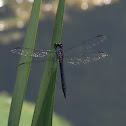 Slaty Skimmer