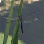 Slaty Skimmer