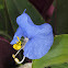 Dayflower