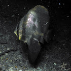Circular Spadefish