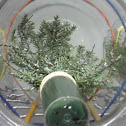 Hemlock Wooly Adelgid