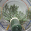 Hemlock Wooly Adelgid