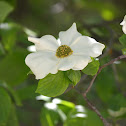 Mountain Dogwood